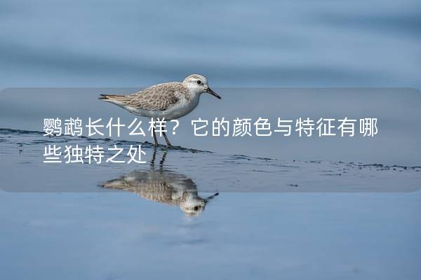 鹦鹉长什么样？它的颜色与特征有哪些独特之处