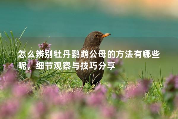 怎么辨别牡丹鹦鹉公母的方法有哪些呢，细节观察与技巧分享
