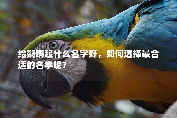给鹦鹉起什么名字好，如何选择最合适的名字呢？