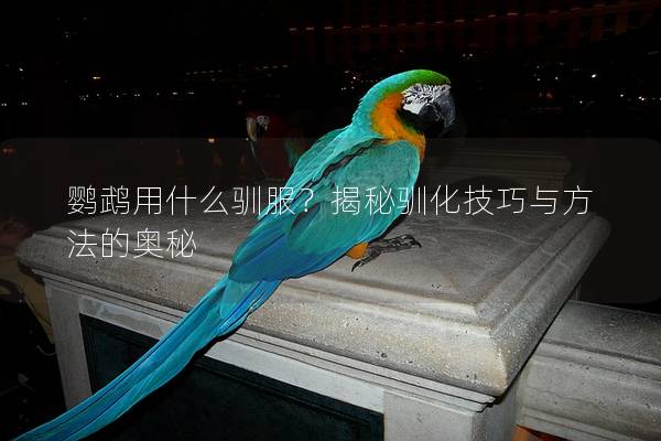 鹦鹉用什么驯服？揭秘驯化技巧与方法的奥秘