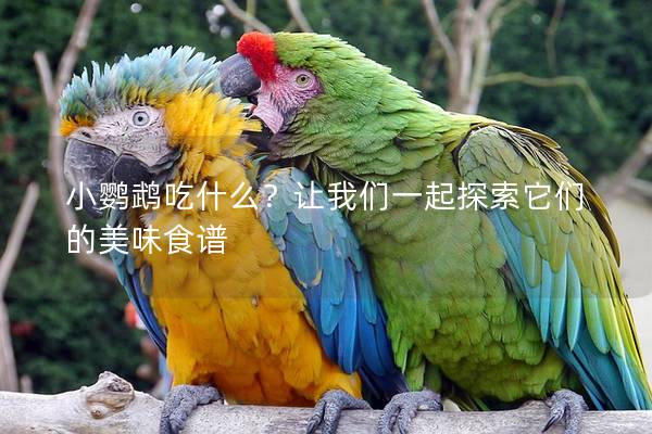 小鹦鹉吃什么？让我们一起探索它们的美味食谱