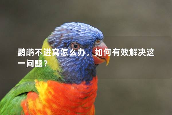 鹦鹉不进窝怎么办，如何有效解决这一问题？