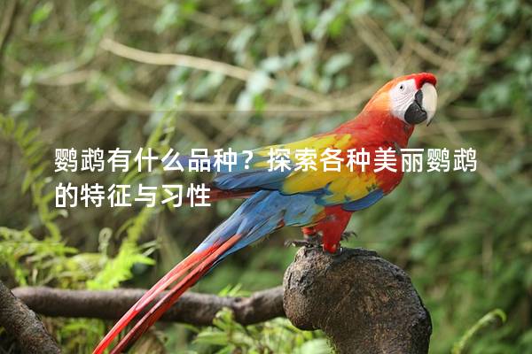 鹦鹉有什么品种？探索各种美丽鹦鹉的特征与习性