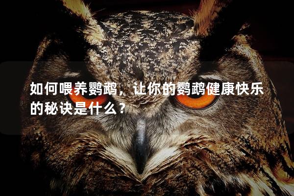 如何喂养鹦鹉，让你的鹦鹉健康快乐的秘诀是什么？