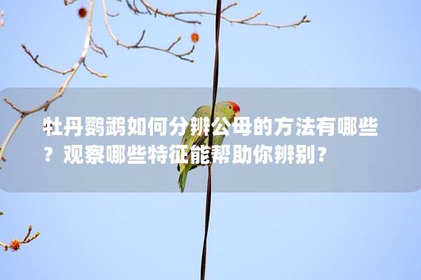 牡丹鹦鹉如何分辨公母的方法有哪些？观察哪些特征能帮助你辨别？