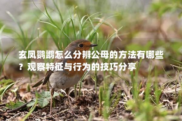 玄凤鹦鹉怎么分辨公母的方法有哪些？观察特征与行为的技巧分享