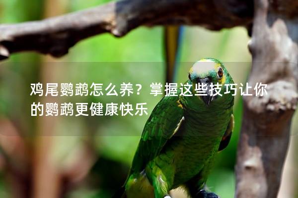 鸡尾鹦鹉怎么养？掌握这些技巧让你的鹦鹉更健康快乐