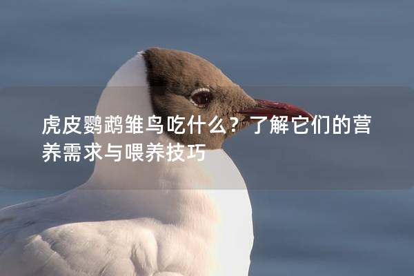 虎皮鹦鹉雏鸟吃什么？了解它们的营养需求与喂养技巧