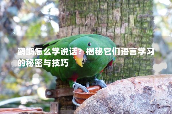鹦鹉怎么学说话？揭秘它们语言学习的秘密与技巧