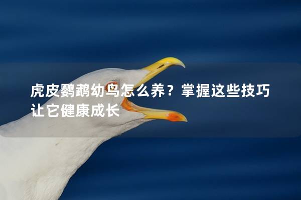 虎皮鹦鹉幼鸟怎么养？掌握这些技巧让它健康成长