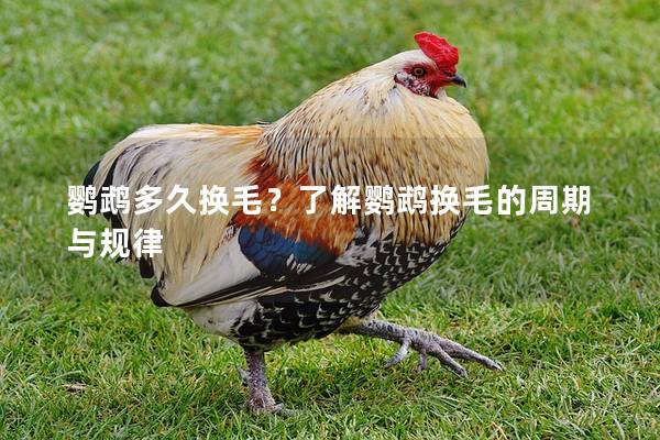 鹦鹉多久换毛？了解鹦鹉换毛的周期与规律