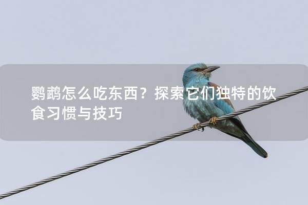 鹦鹉怎么吃东西？探索它们独特的饮食习惯与技巧