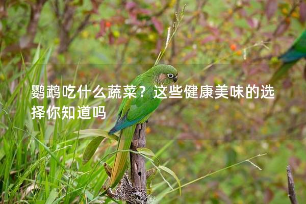 鹦鹉吃什么蔬菜？这些健康美味的选择你知道吗