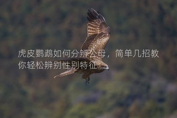 虎皮鹦鹉如何分辨公母，简单几招教你轻松辨别性别特征