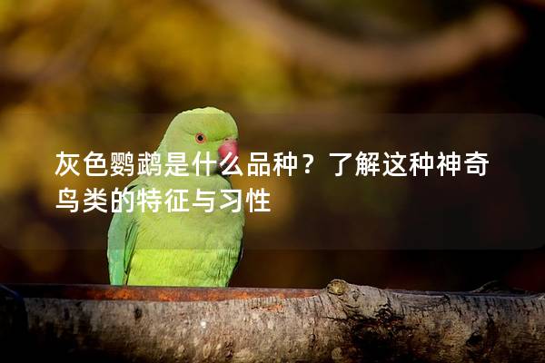 灰色鹦鹉是什么品种？了解这种神奇鸟类的特征与习性