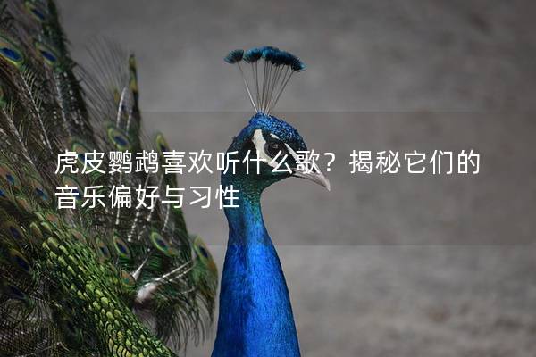 虎皮鹦鹉喜欢听什么歌？揭秘它们的音乐偏好与习性