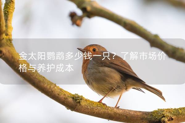 金太阳鹦鹉多少钱一只？了解市场价格与养护成本