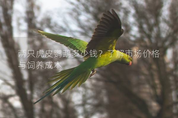 两只虎皮鹦鹉多少钱？了解市场价格与饲养成本