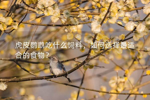 虎皮鹦鹉吃什么饲料，如何选择最适合的食物？