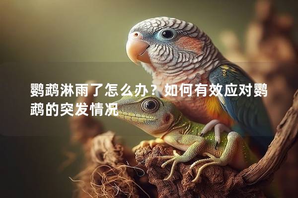 鹦鹉淋雨了怎么办？如何有效应对鹦鹉的突发情况