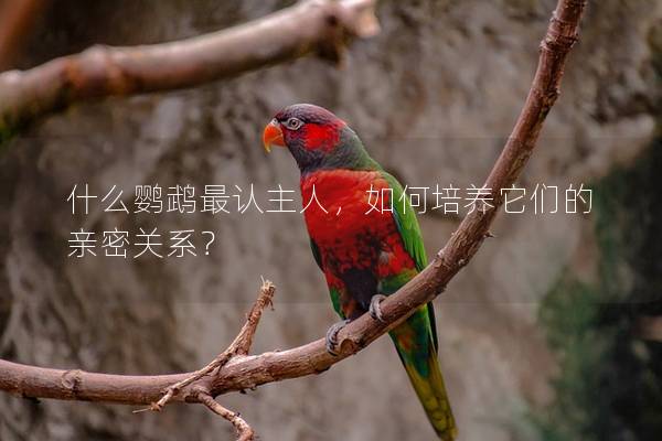 什么鹦鹉最认主人，如何培养它们的亲密关系？