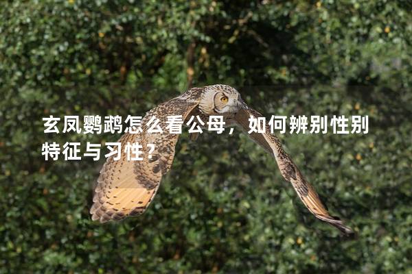 玄凤鹦鹉怎么看公母，如何辨别性别特征与习性？