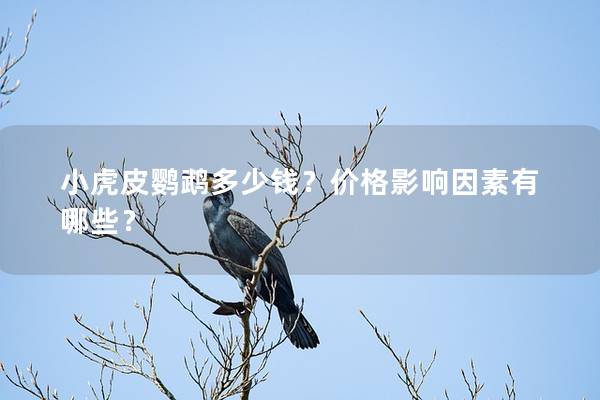 小虎皮鹦鹉多少钱？价格影响因素有哪些？