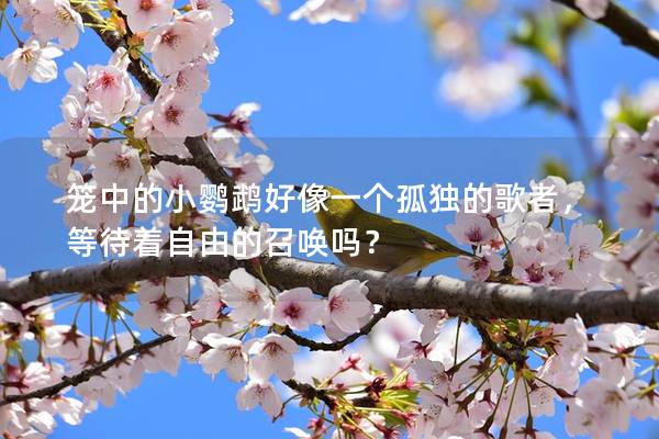 笼中的小鹦鹉好像一个孤独的歌者，等待着自由的召唤吗？