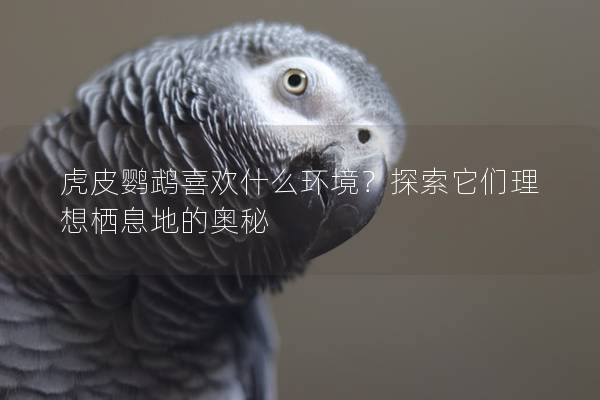 虎皮鹦鹉喜欢什么环境？探索它们理想栖息地的奥秘