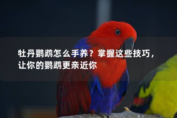 牡丹鹦鹉怎么手养？掌握这些技巧，让你的鹦鹉更亲近你