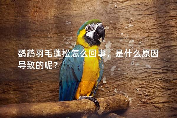 鹦鹉羽毛蓬松怎么回事，是什么原因导致的呢？
