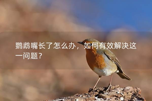 鹦鹉嘴长了怎么办，如何有效解决这一问题？