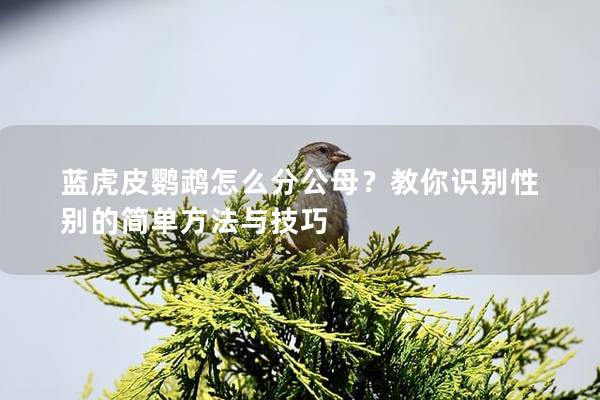 蓝虎皮鹦鹉怎么分公母？教你识别性别的简单方法与技巧