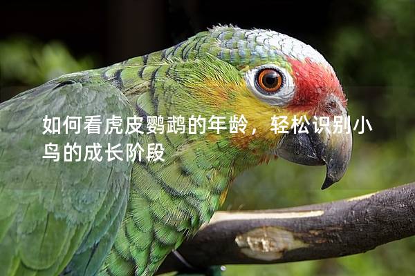 如何看虎皮鹦鹉的年龄，轻松识别小鸟的成长阶段