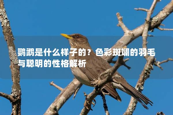 鹦鹉是什么样子的？色彩斑斓的羽毛与聪明的性格解析