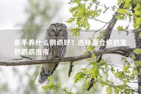 新手养什么鹦鹉好？选择适合你的宠物鹦鹉指南