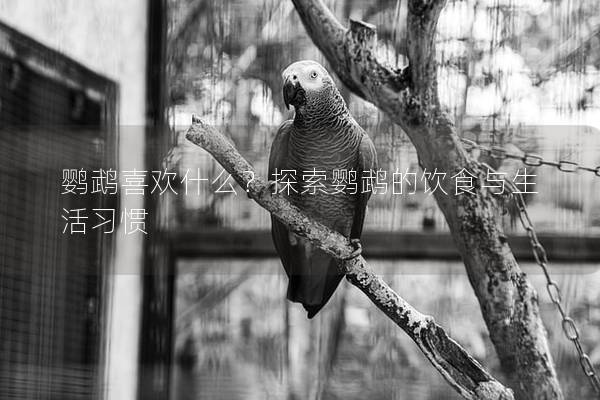鹦鹉喜欢什么？探索鹦鹉的饮食与生活习惯