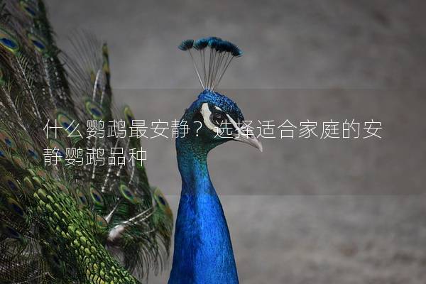 什么鹦鹉最安静？选择适合家庭的安静鹦鹉品种