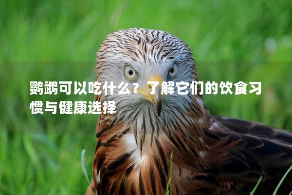 鹦鹉可以吃什么？了解它们的饮食习惯与健康选择