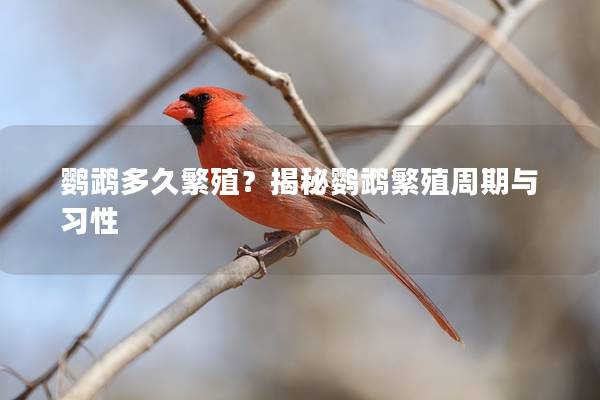 鹦鹉多久繁殖？揭秘鹦鹉繁殖周期与习性