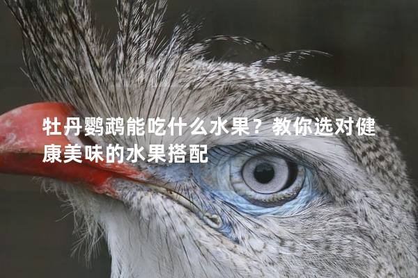 牡丹鹦鹉能吃什么水果？教你选对健康美味的水果搭配