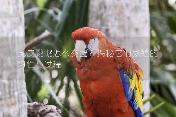 虎皮鹦鹉怎么交配？揭秘它们繁殖的习性与过程