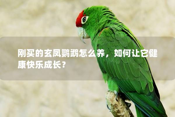 刚买的玄凤鹦鹉怎么养，如何让它健康快乐成长？