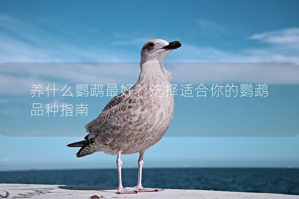 养什么鹦鹉最好？选择适合你的鹦鹉品种指南