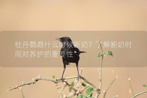 牡丹鹦鹉什么时候断奶？了解断奶时间对养护的重要性