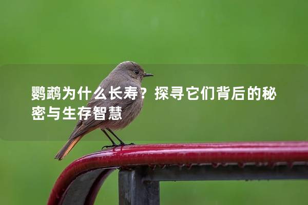 鹦鹉为什么长寿？探寻它们背后的秘密与生存智慧