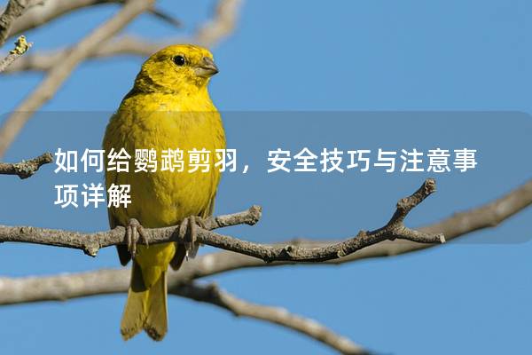 如何给鹦鹉剪羽，安全技巧与注意事项详解