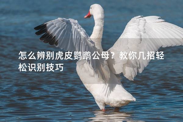怎么辨别虎皮鹦鹉公母？教你几招轻松识别技巧