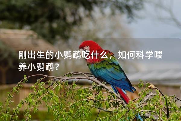 刚出生的小鹦鹉吃什么，如何科学喂养小鹦鹉？