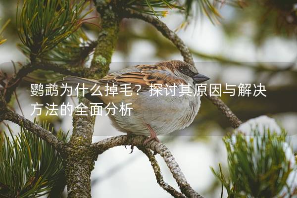 鹦鹉为什么掉毛？探讨其原因与解决方法的全面分析